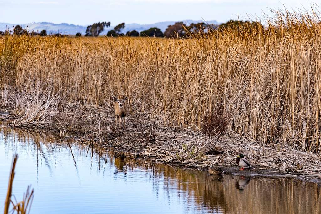 Eden Landing Ecological Reserve | Union City, CA 94587, USA | Phone: (707) 944-5500