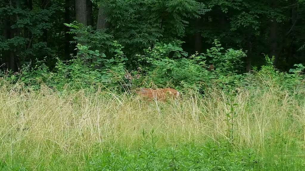 Ardsley Cemetery | 2211 Jenkintown Rd, Glenside, PA 19038, USA