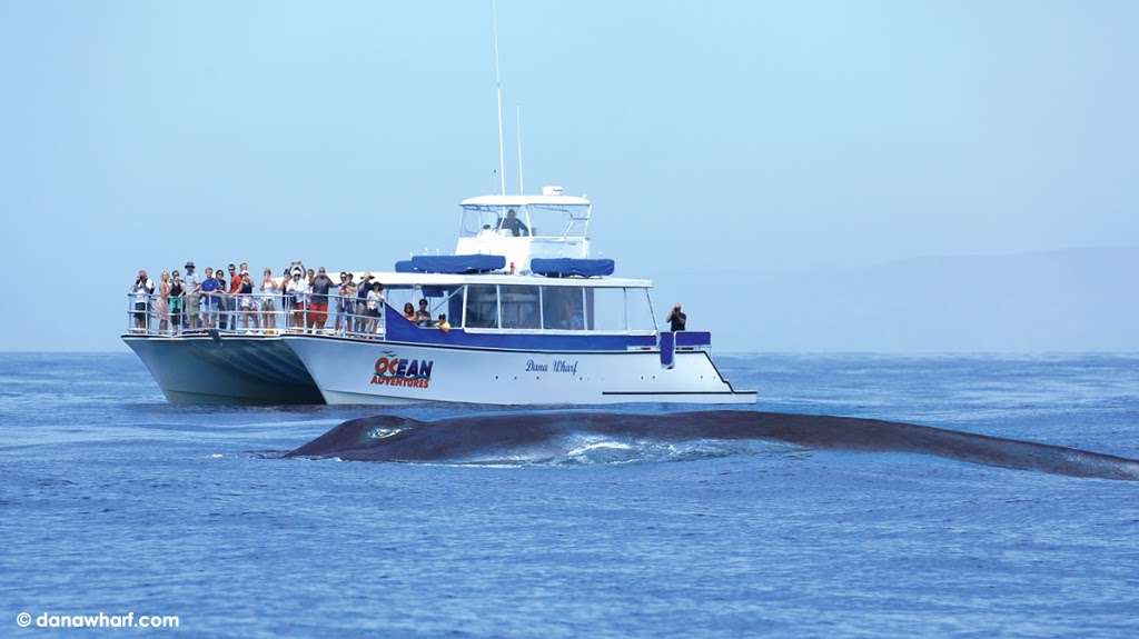 Dana Wharf Sportfishing & Whale Watching | 34675 Golden Lantern, Dana Point, CA 92629, USA | Phone: (949) 496-5794