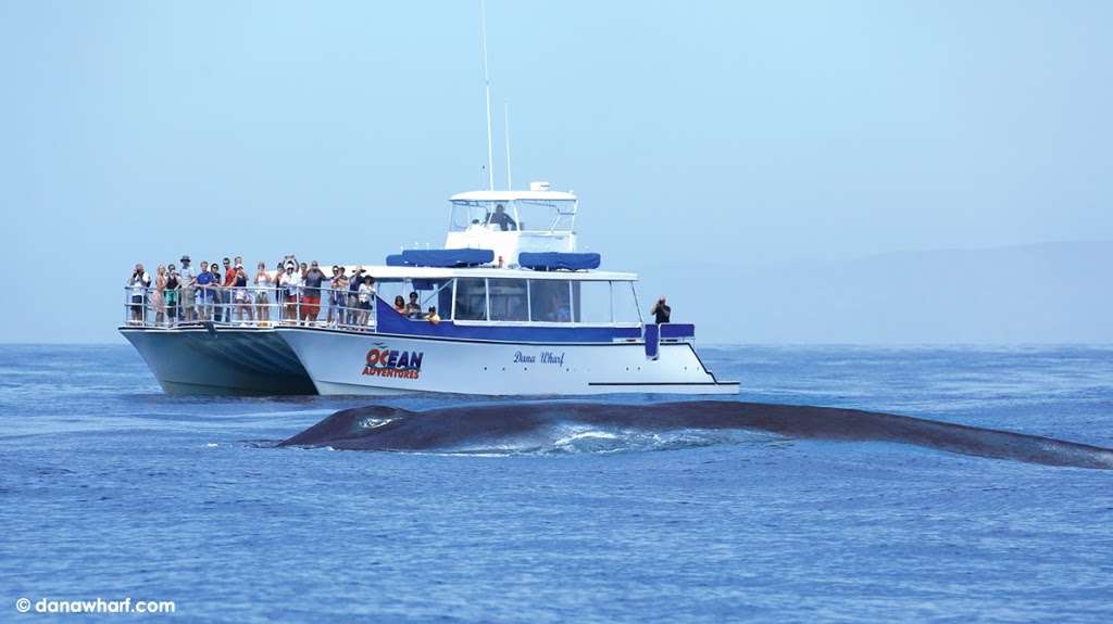 Dana Wharf Sportfishing & Whale Watching | 34675 Golden Lantern, Dana Point, CA 92629 | Phone: (949) 496-5794