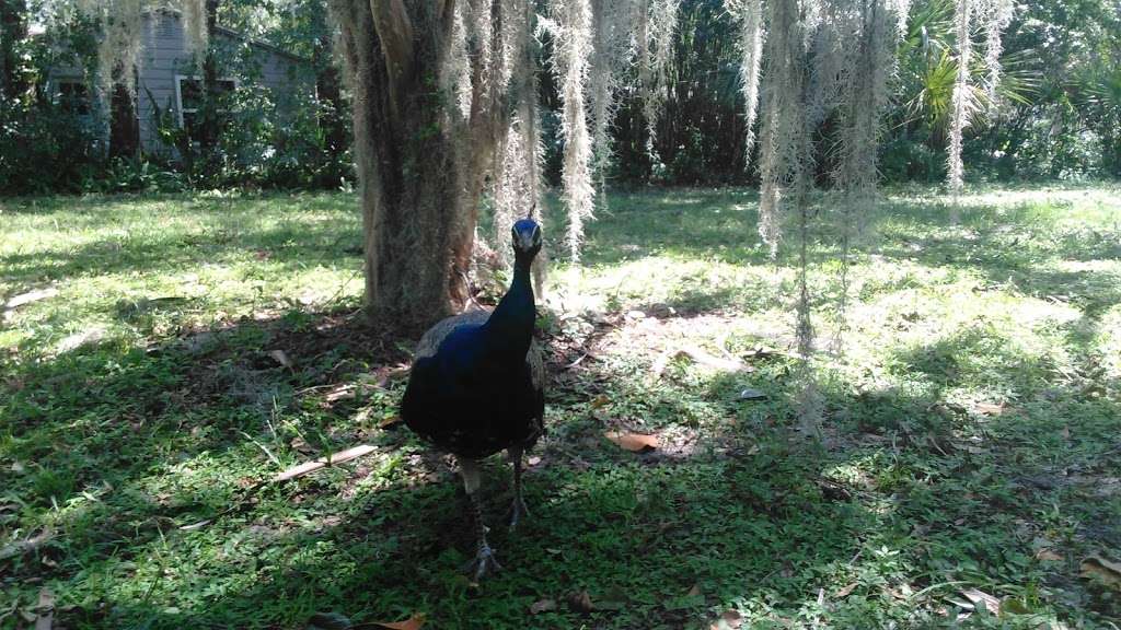 Deleon Springs Forestry Station | 5458 US-17, De Leon Springs, FL 32130, USA | Phone: (386) 985-7865 Deleon Springs Forestry Station | 5458 US-17, De Leon Springs, FL 32130, USA | Phone: (386) 985-7865