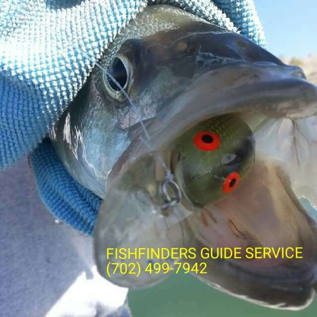 Lake Mead Fishing Guides | 1395 E Lake Mead Pkwy, Henderson, NV 89015 | Phone: (702) 499-7942