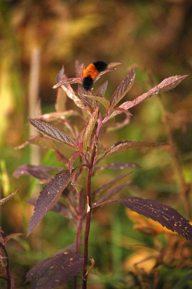 Pembroke Savanna Nature Preserve | Pembroke Township, IL 60958