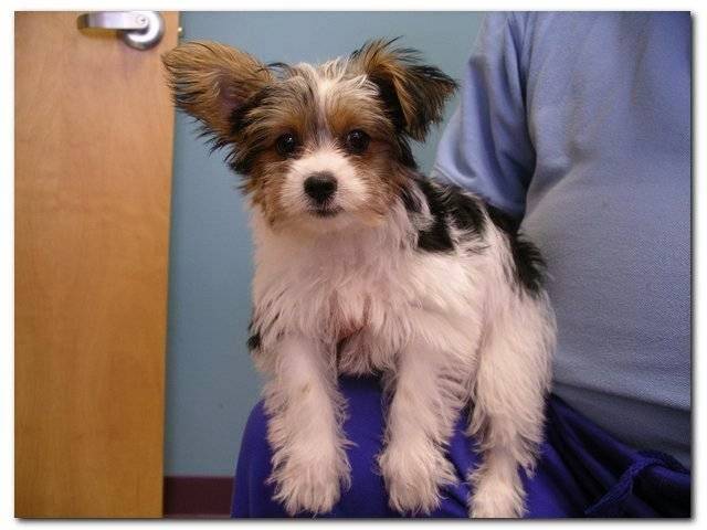 Alexander At The Park Veterinary Hospital | 2945 S Miami Blvd Suite 125, Durham, NC 27703, USA | Phone: (919) 484-9900