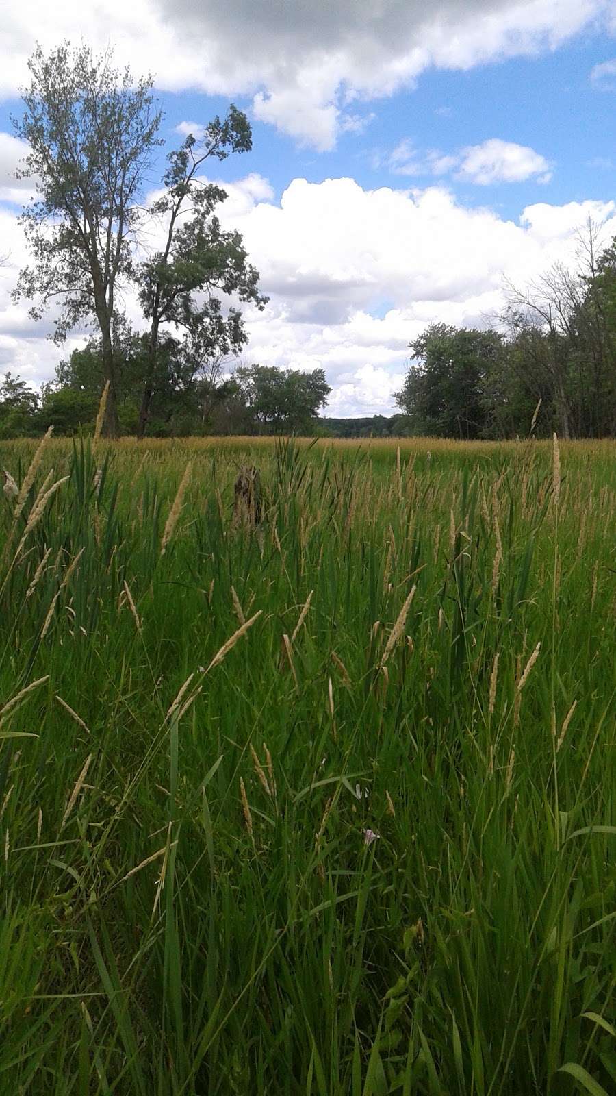 Ferson Creek Fen Nature Preserve | 4N316 State Rte 31, St. Charles, IL 60174