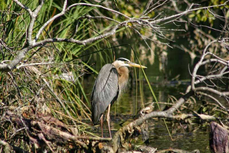 Capt Ernie Brundage St. Johns River Tours | 55716 Front St, Astor, FL 32102, USA | Phone: (866) 349-0674