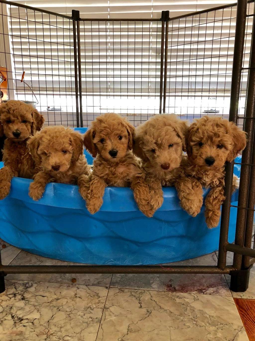 Goldendoodle By Aggie | S Wind, Kissimmee, FL 34746, USA | Phone: (407) 655-6285