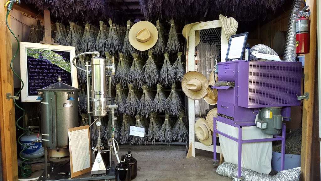 Peace Valley Lavender Farm | 802 New Galena Rd, Doylestown, PA 18901, USA | Phone: (215) 249-8462