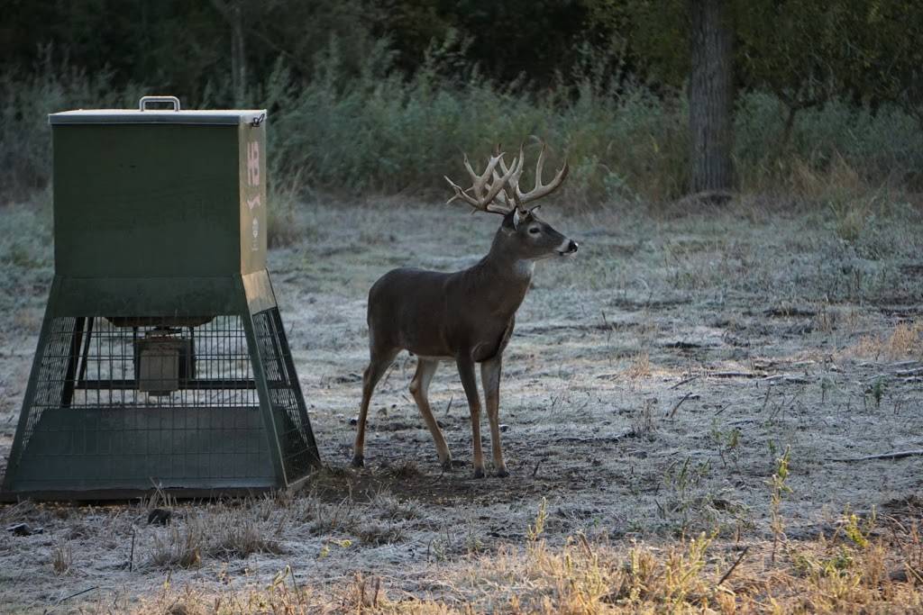 Austin Trophy Whitetails | 633 E Lone Star Dr, Buda, TX 78610, USA | Phone: (512) 962-1286