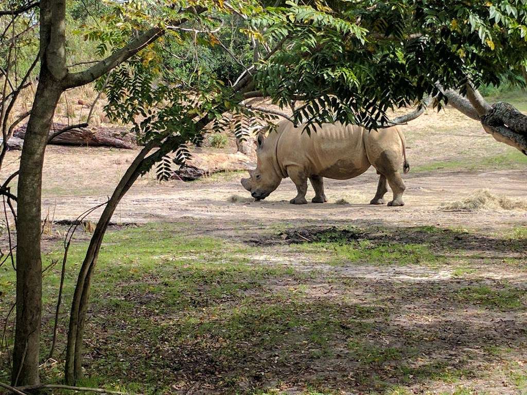 Kilimanjaro Safaris | 2901 W Osceola Pkwy, Orlando, FL 32830, USA | Phone: (407) 939-5277