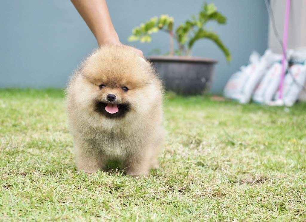 Pomeranian Puppies, Teacup | Chicago, IL 60608, USA | Phone: (650) 303-1599