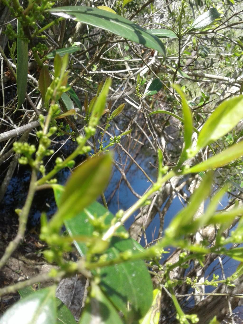 Brooker Creek Headwaters Nature Preserve | 18102 Ramblewood Rd, Lutz, FL 33558, USA | Phone: (813) 264-8513