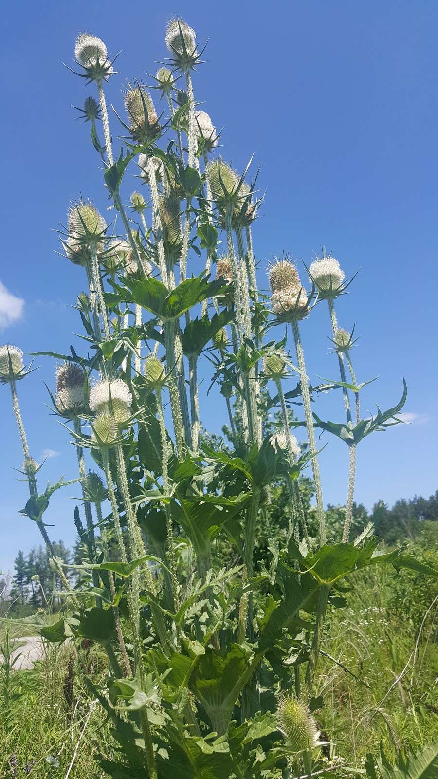 Orland Grassland | 167th Street & S La Grange Road, Tinley Park, IL 60487, USA | Phone: (708) 220-9596