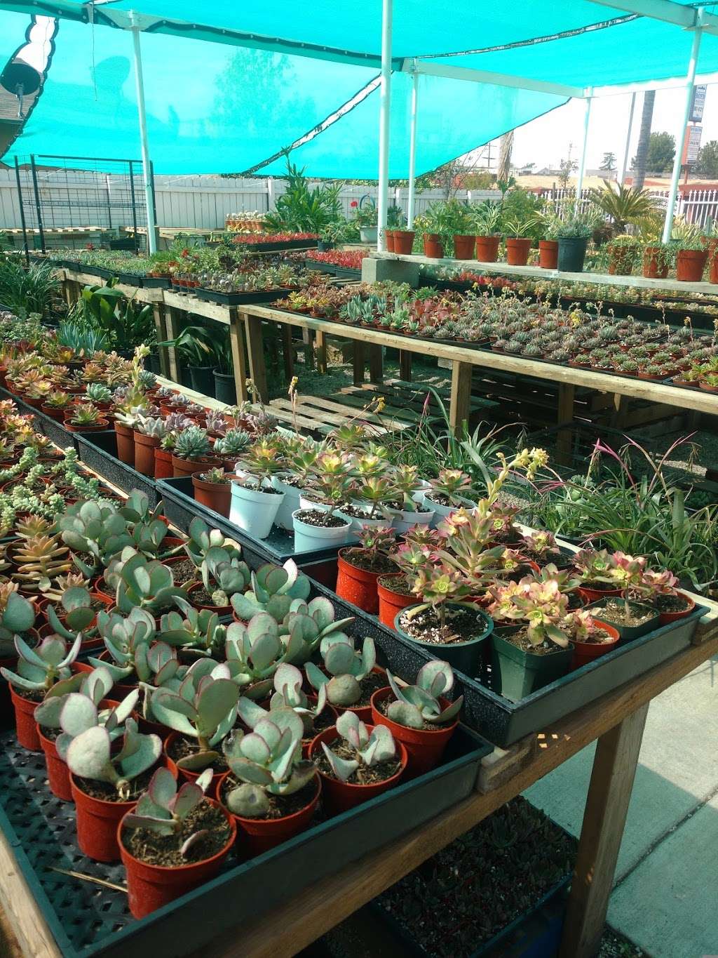 E Street Garden Center | 3293 N E St, San Bernardino, CA 92405, USA | Phone: (909) 886-6006