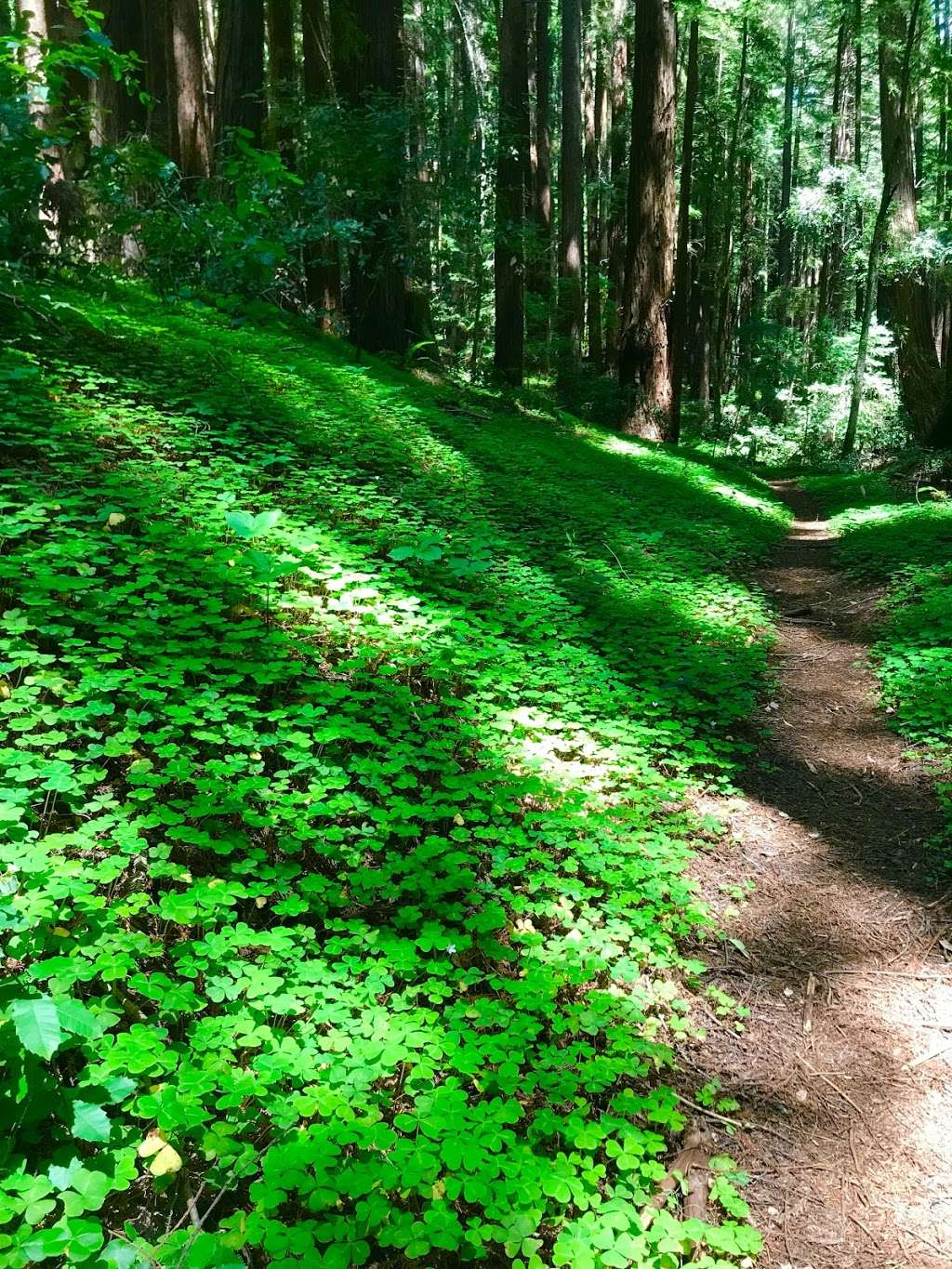 Old Tree Trail | Old Tree Trail, La Honda, CA 94020