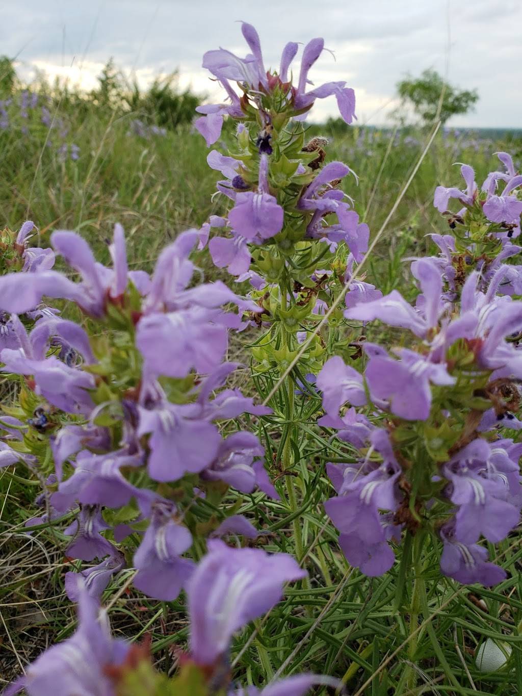 Tandy Hills Natural Area / Stratford Nature Area | 3225 View St, Fort Worth, TX 76103, USA | Phone: (817) 731-2787