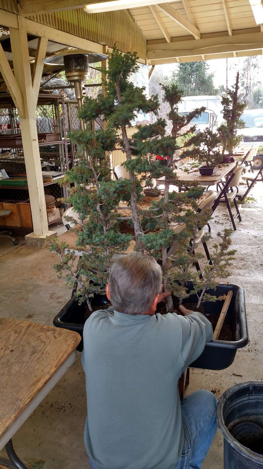 Fuji Bonsai Nursery | 13170 Glenoaks Blvd, Sylmar, CA 91342 | Phone: (818) 367-5372