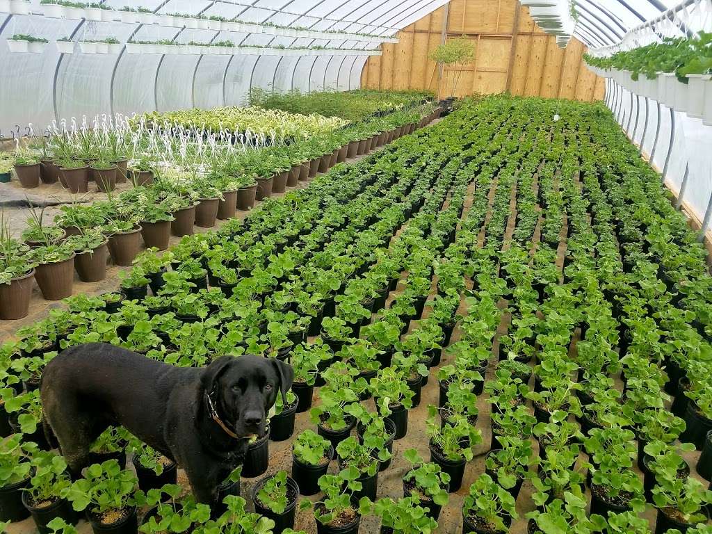 Green farms | 23 Beidleman Rd, Washington, NJ 07882, USA | Phone: (732) 887-6615