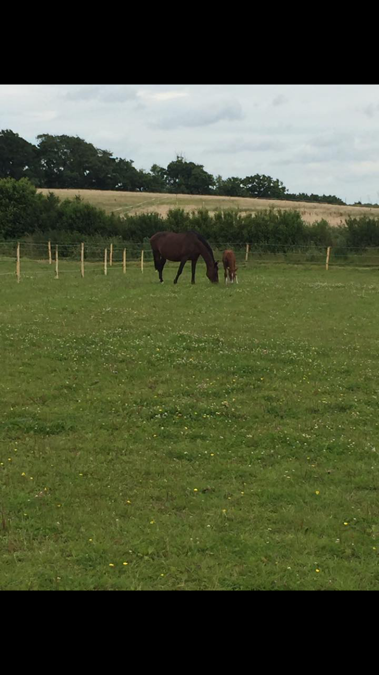 Whyte Gate Ltd, Livery & Game Farm | Tilburstow Hill Rd, South Godstone, Godstone RH9 8LY, UK | Phone: 07881 902673