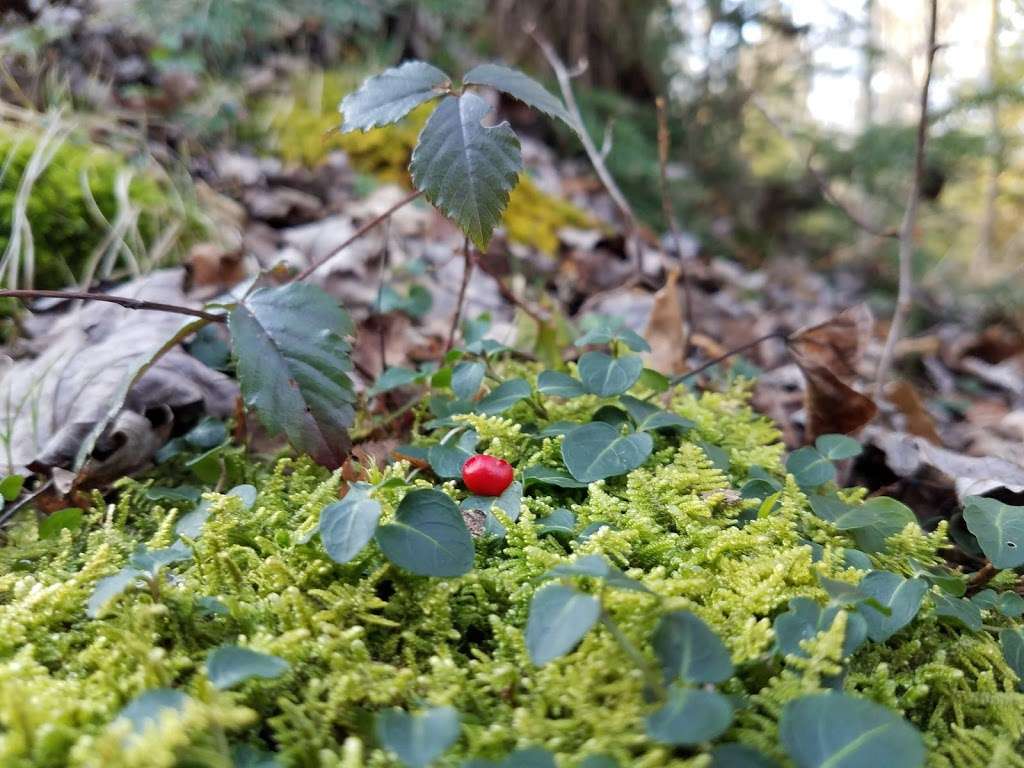 Thomas Darling Preserve Parking | Burger Rd, Blakeslee, PA 18610, USA | Phone: (570) 643-7922