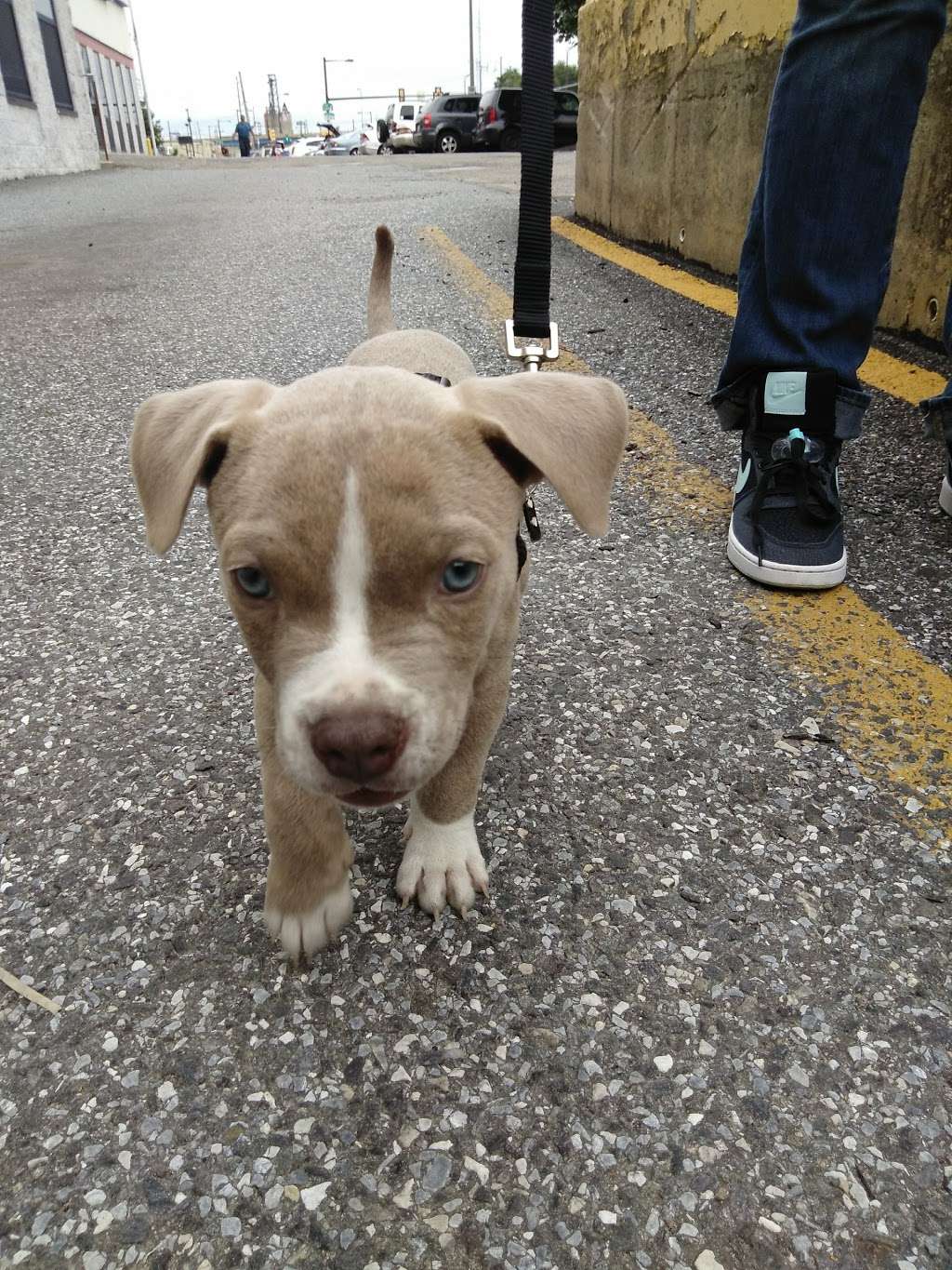 PAWS Spay/Neuter and Wellness Clinic | 2900 Grays Ferry Ave, Philadelphia, PA 19146, USA | Phone: (215) 298-9680