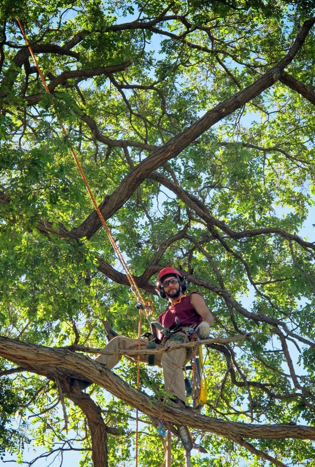 Sanctuary Tree and Garden Care, LLC. | 3116 Zenobia St, Denver, CO 80212 | Phone: (303) 910-1663