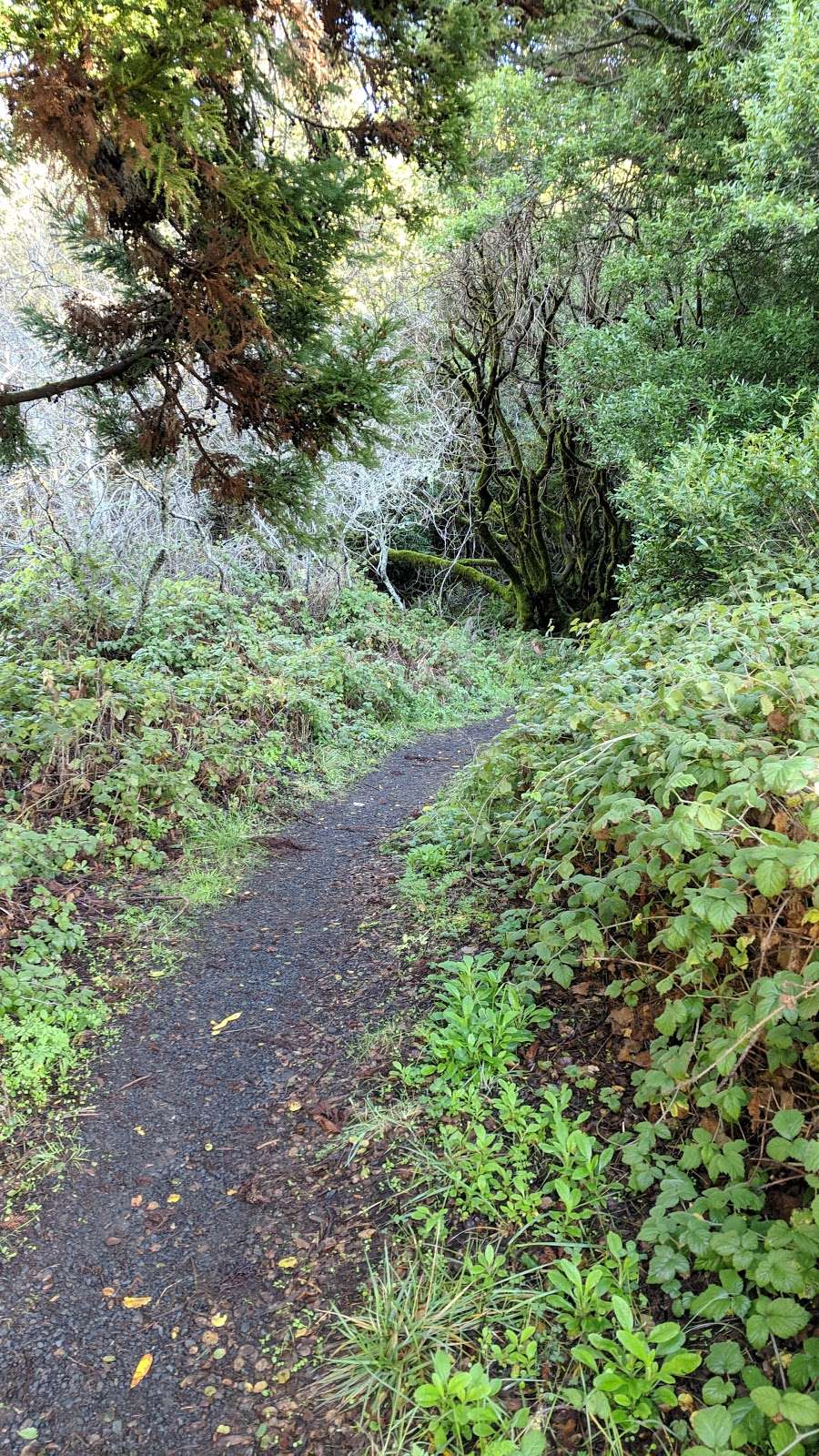 Dias Ridge Trailhead | 52 Panoramic Hwy, Sausalito, CA 94965, USA | Phone: (415) 388-2070