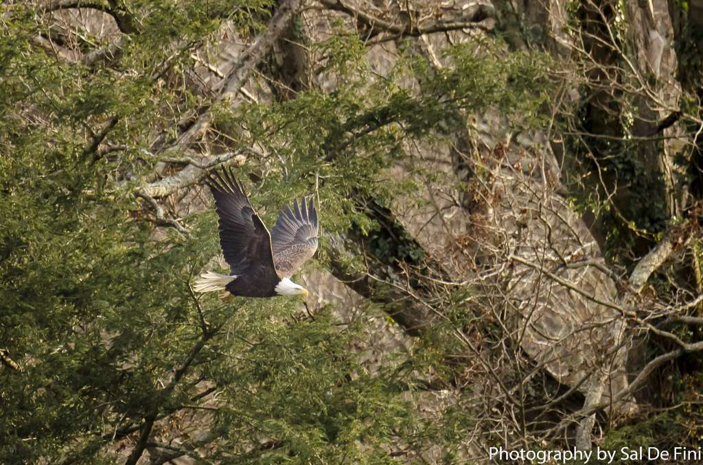 Shepaug Eagle Viewing | 2150 River Rd, Southbury, CT 06488, USA