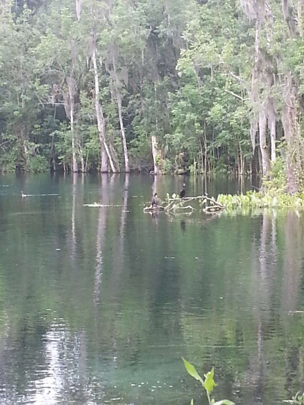 Kayak Silver Springs | Silver Springs State Park, 5656 E Silver Springs Blvd, Silver Springs, FL 34488, USA | Phone: (904) 315-8442