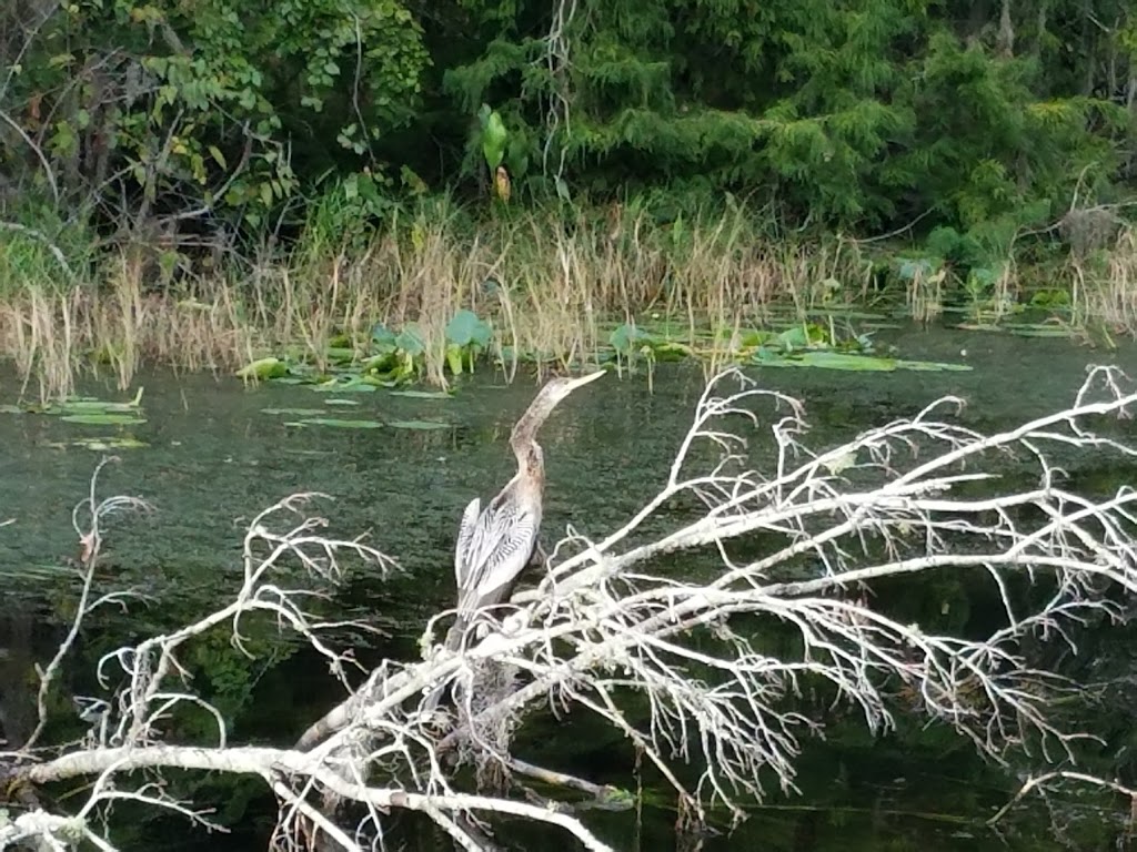 Emeralda Marsh Conservation Area | Emeralda Island Rd, Leesburg, FL 34788, USA | Phone: (386) 329-4404