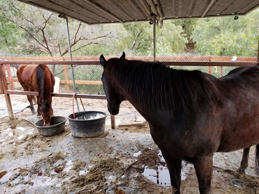Los Angeles Horseback Riding | 2623 Old Topanga Canyon Rd, Topanga, CA 90290 | Phone: (818) 591-2032