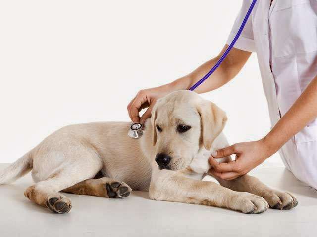 Treaschwig Veterinary Clinic | 22732 Cypresswood Dr, Spring, TX 77373, USA | Phone: (281) 443-2626