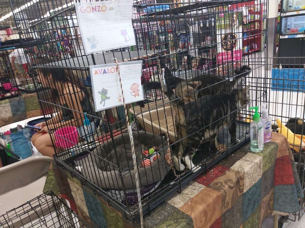 Petco | 12601 Towne Center Dr, Cerritos, CA 90703, USA | Phone: (562) 924-3018