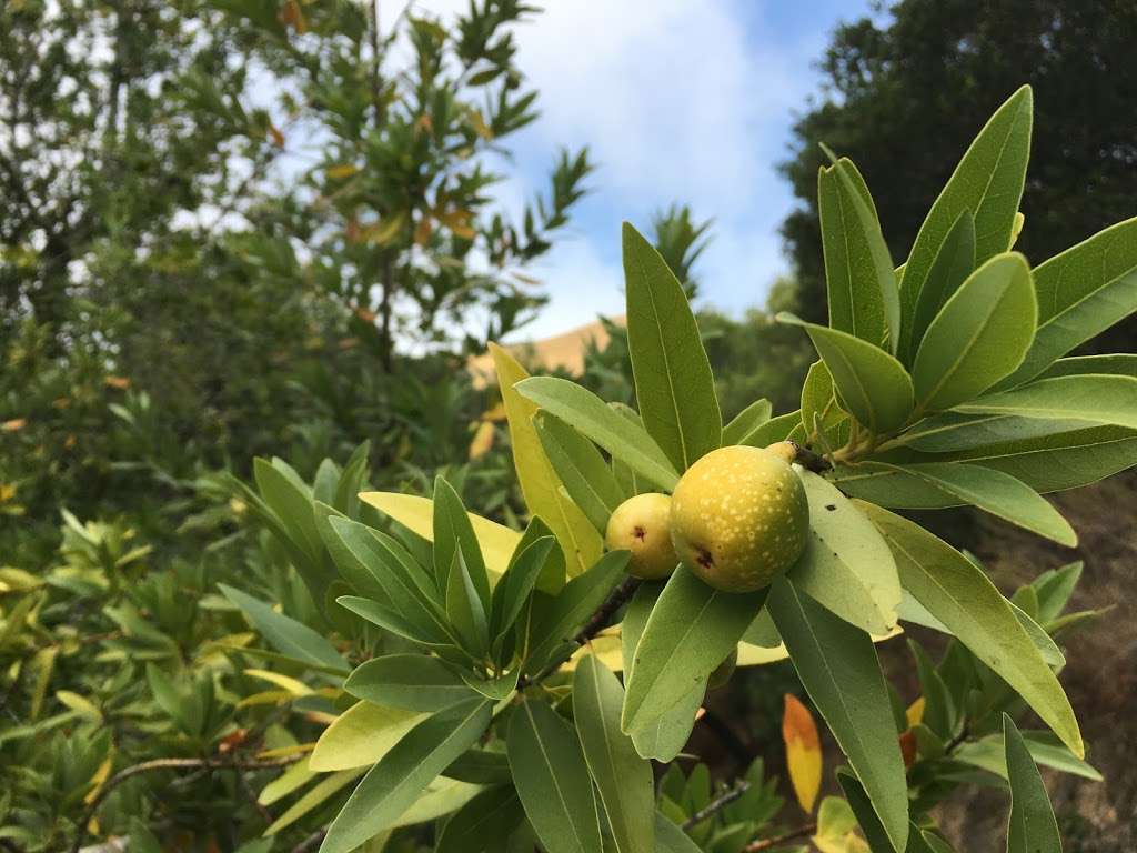 Lucas Valley Preserve | San Rafael, CA 94903, USA