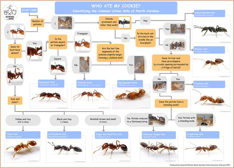 Discount Termite & Pest | 2228 Lime Tree Dr, Edgewater, FL 32141, USA | Phone: (386) 427-4488