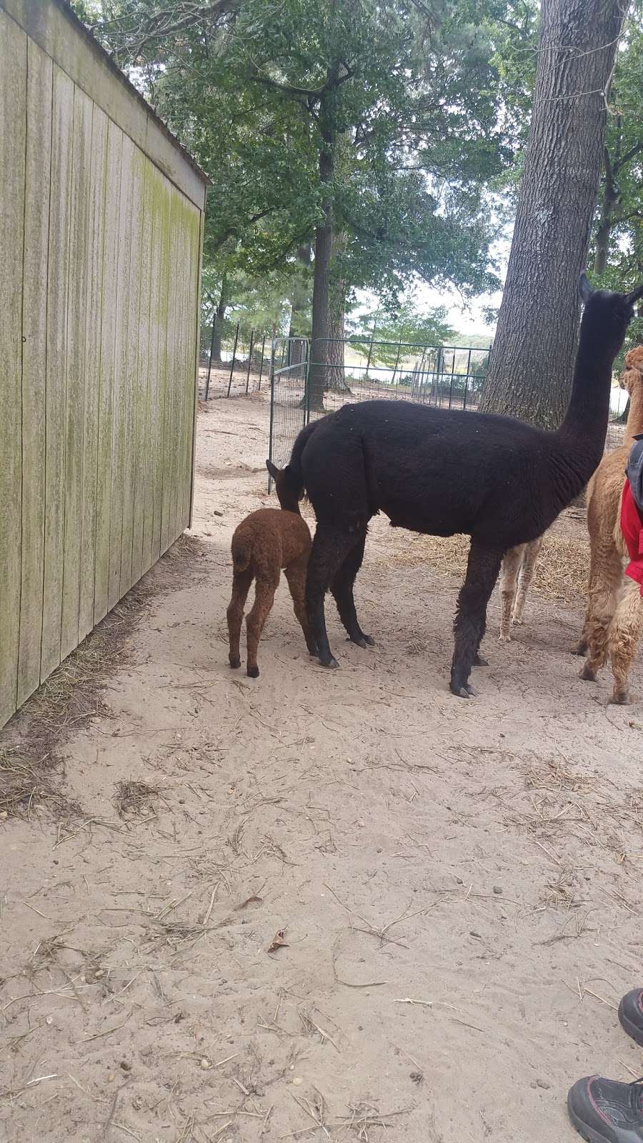Secret World Alpacas | 7453 Todds Wharf Rd, Preston, MD 21655, USA | Phone: (410) 310-9423