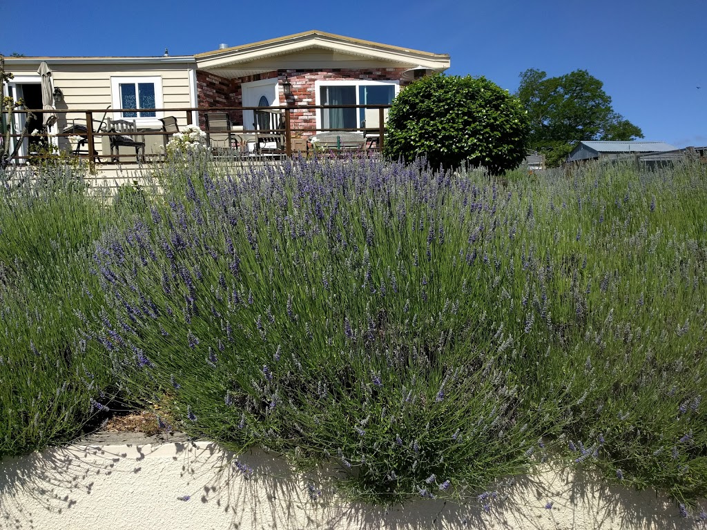 Lavender Bee Farm | 746 Chapman Ln, Petaluma, CA 94952, USA | Phone: (707) 789-0554