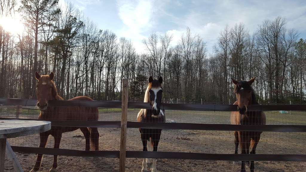 Saddle Up Stables | 4528 Saddle Up Cir, Bridgeville, DE 19933, USA | Phone: (302) 228-7859