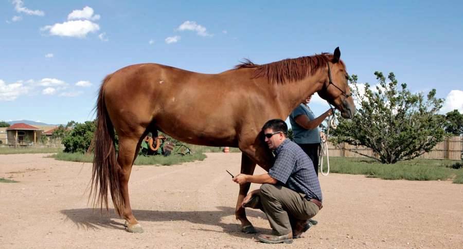 Meddleton Equine Clinic | 6165 Corrales Rd, Corrales, NM 87048, USA | Phone: (505) 344-2680