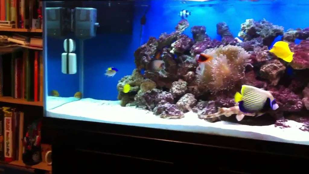 Christal Clean aquarium cleaning | 6315 Franklin Hill Rd, East Stroudsburg, PA 18301, USA | Phone: (570) 202-0385