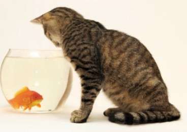 Wild Kingdom Pet Supplies | 3311 FM 518 East, Suite 100, League City, TX 77573, USA | Phone: (281) 957-9170