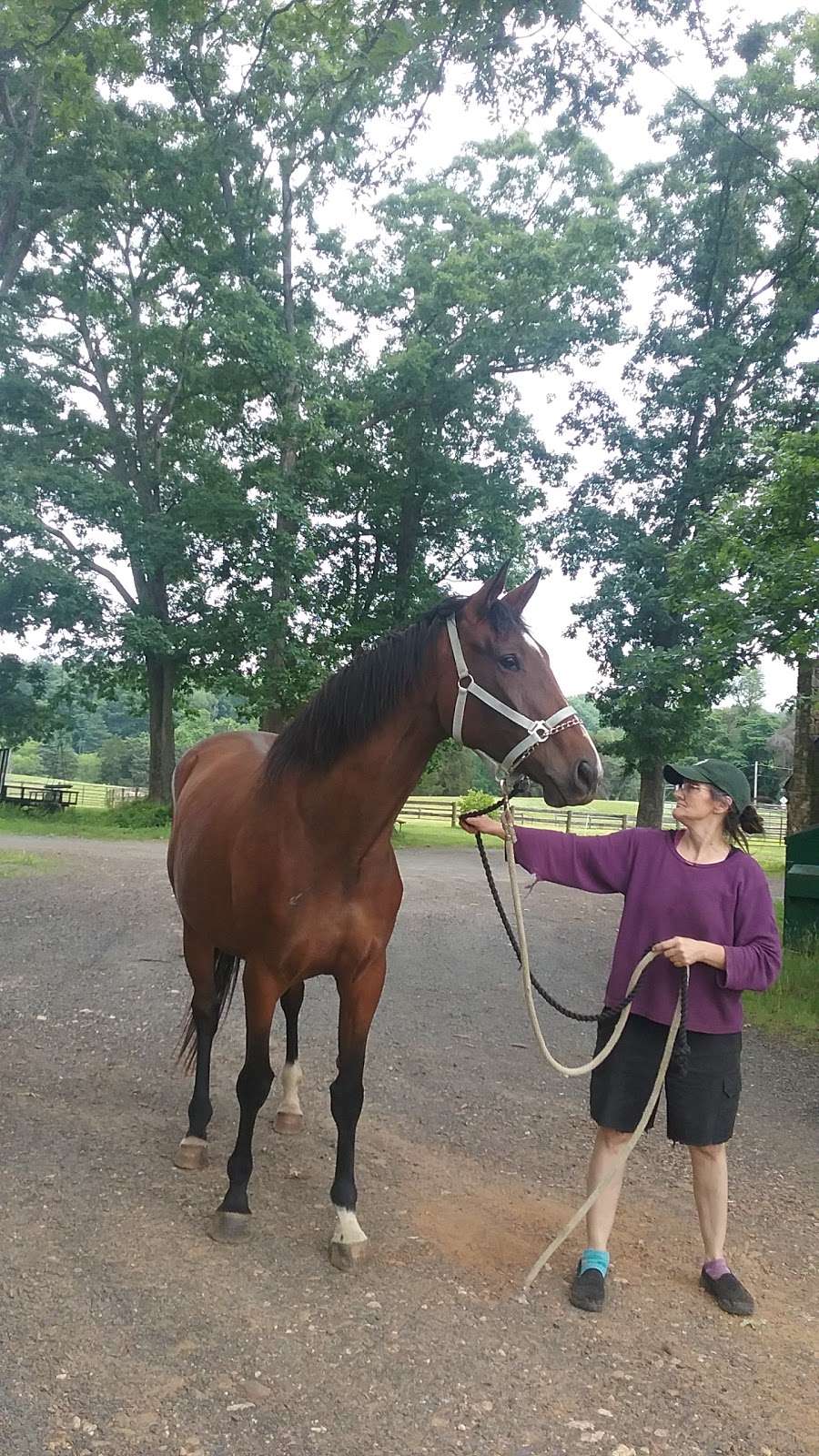 Virginia Horse Training | 8586 Co Rd 684, Warrenton, VA 20186 | Phone: (540) 905-2634