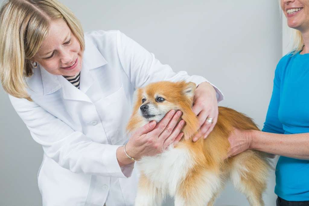 Veterinary Services of Westwood | 252 Providence Hwy, Westwood, MA 02090, USA | Phone: (781) 686-9337