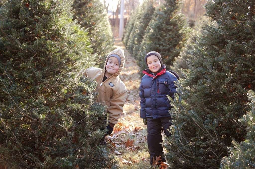 Cruise In Trees Christmas Tree Farm | 4715 S 400 E, Cutler, IN 46920, USA | Phone: (765) 566-2350