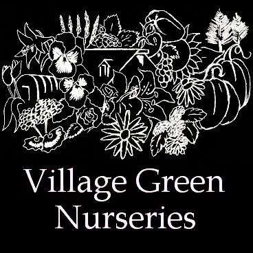 Village Green Nurseries Inc | 186 Dedham St, Norfolk, MA 02056, USA | Phone: (508) 384-2355