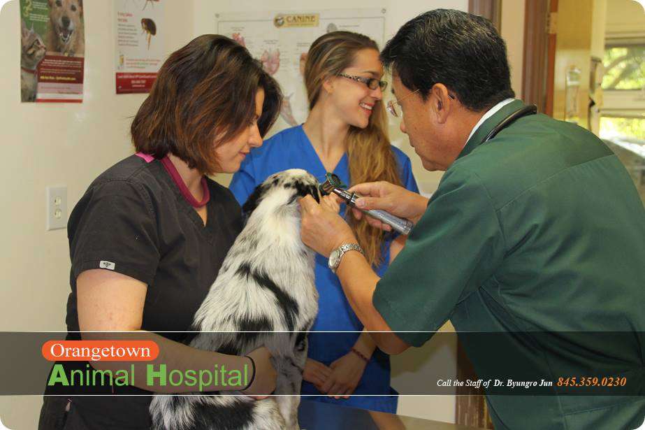 Orangetown Animal Hospital | 564 NY-303, Blauvelt, NY 10913 | Phone: (845) 359-0230