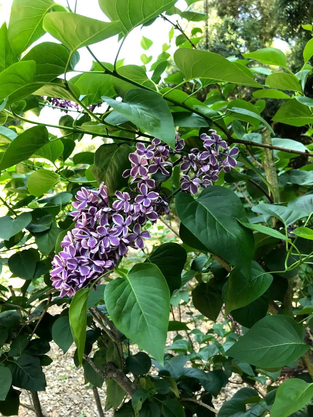 Lilac Garden | La Cañada Flintridge, CA 91011, USA