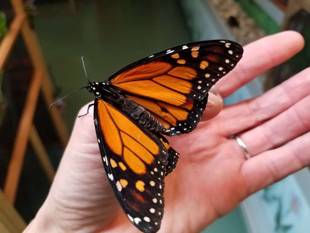 Bear Mountain Butterfly Sanctuary - park  | Photo 9 of 10 | Address: 18 Church Rd, Jim Thorpe, PA 18229, USA | Phone: (570) 325-4848