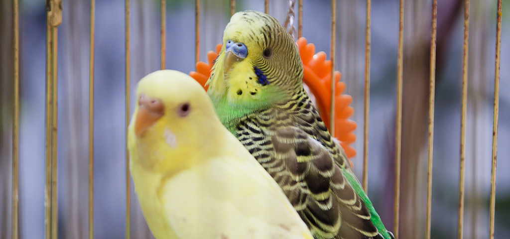 Paws and Feathers Veterinary Clinic Inc | 3674 N Elston Ave, Chicago, IL 60618, USA | Phone: (773) 866-1351