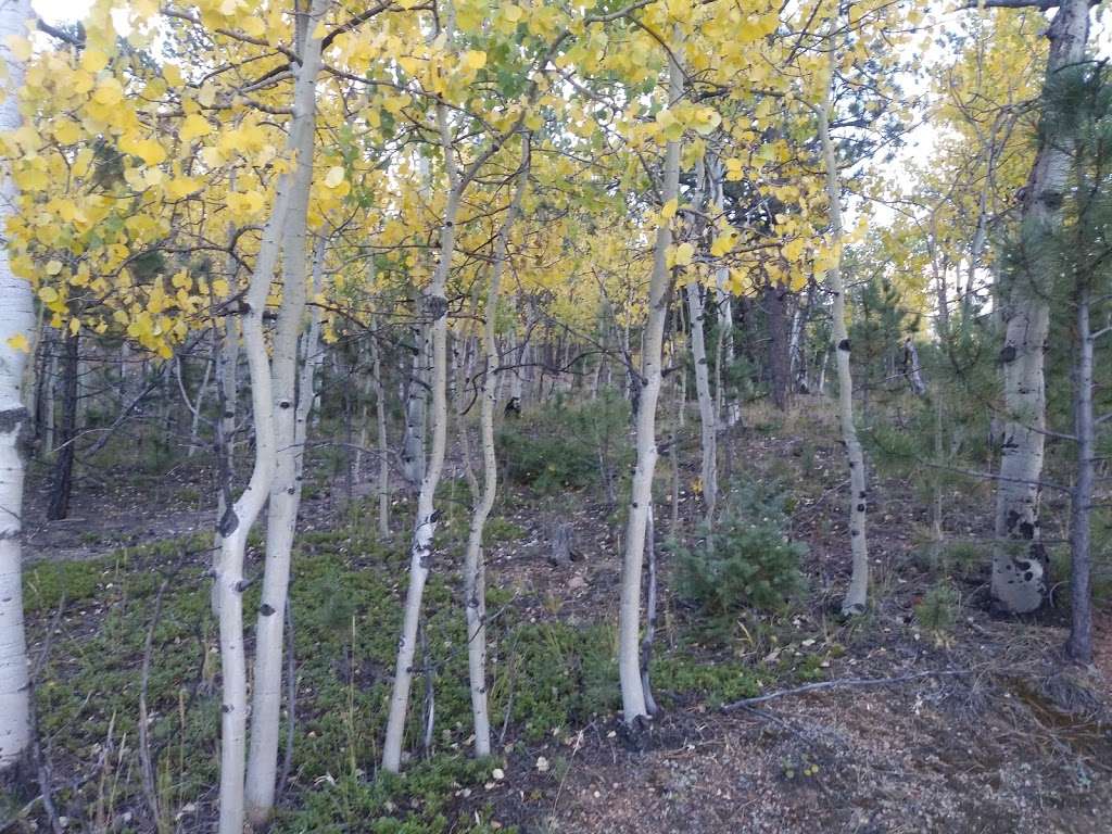 Charmetella Park | 444 P 69 Rd, Bailey, CO 80421, USA Charmetella Park | 444 P 69 Rd, Bailey, CO 80421, USA